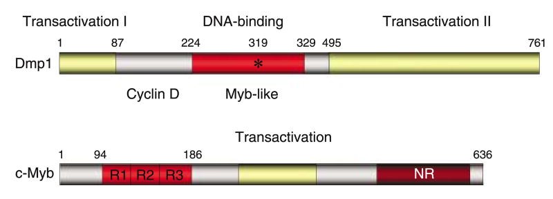 The structure of the Dmp1 (Dmtf1) transcription factor.jpg